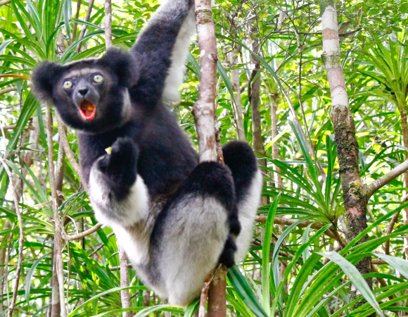1 DAY TOUR-ANDASIBE RAINFOREST AND VAKONA LODGE RESERVE