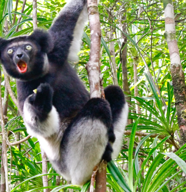 1 DAY TOUR-ANDASIBE RAINFOREST AND VAKONA LODGE RESERVE