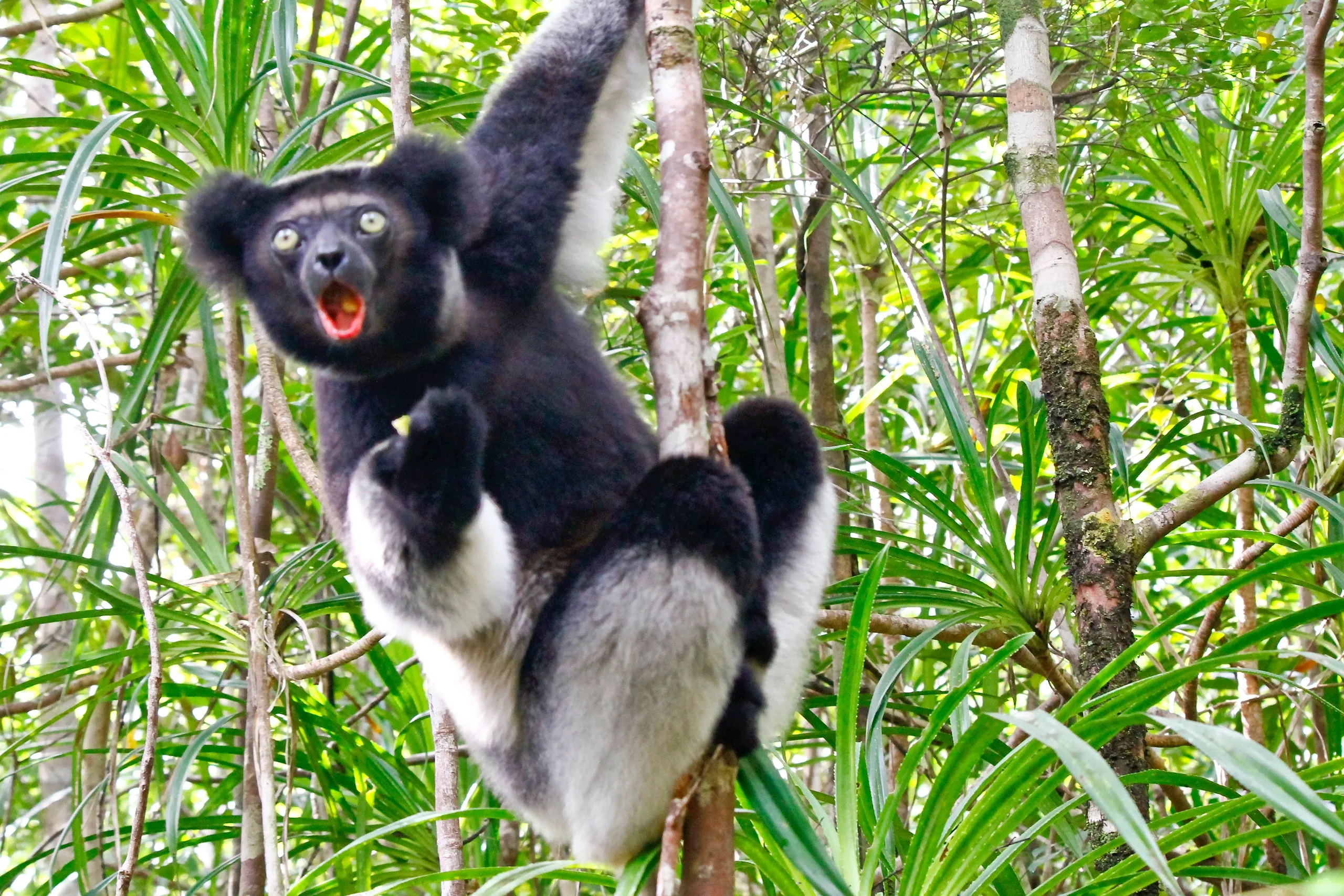 RAINFOREST AND VAKONA LODGE RESERVE